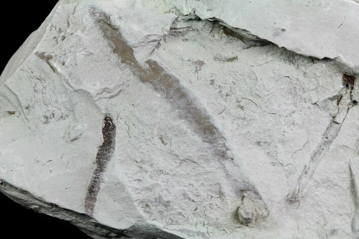 Ediacaran Aged Fossil Worms (Sabellidites) - Estonia #73517